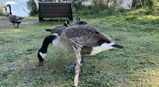 Sorge um Wildvögel: Gänse am Bielefelder Obersee können nicht mehr fliegen