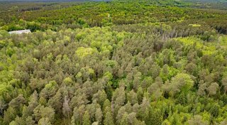 Tote im Wald - 16-Jähriger unter Totschlag-Verdacht