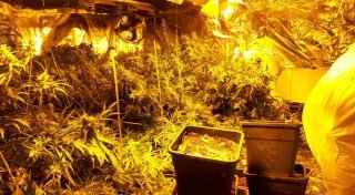 Hiddenhauser Drogenplantagen-Betreiber hatten bei Polizei-Razzia offenbar Riesen-Glück