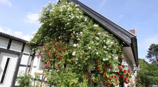 Nach Abriss-Gerüchten: Welche Ideen die Gemeinde für das Alt Hiddenhausen hat