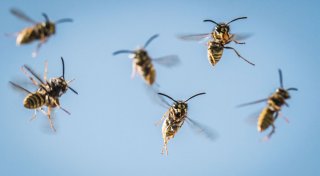 Atemnot nach Wespenstich: 8 Fragen zur Insektengiftallergie