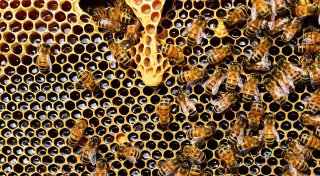 Aus Nektar wird Honig: Wie die Produktion bei Bienen läuft