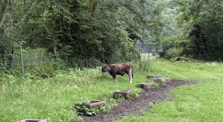 Eiszeitliches Wildgehege Neandertal im Kreis Mettmann