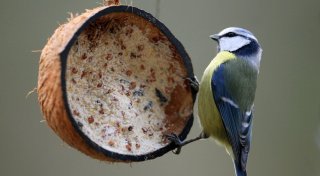 Vögel richtig füttern: 3 Tipps für Tierfreunde
