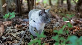 Katze an der Leine: Wann das Abenteuer draußen sinnvoll ist