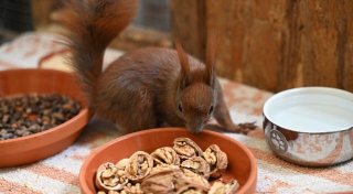 Wenn Eichhörnchen vom Ast fallen: Klimawandel schwächt Tiere