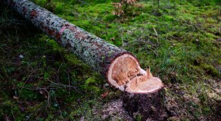EU-Kommission will geplantes Waldschutzgesetz abschwächen