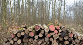 Kommentar: Die Paderborner Baumschutzsatzung ist nicht das Problem