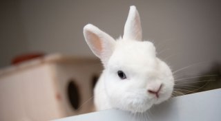 Kaninchen als Haustier: Das sollte man vorher wissen