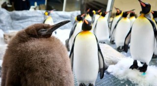 Katy Perry meets Pesto: Riesen-Pinguin-Baby verzückt Popstar