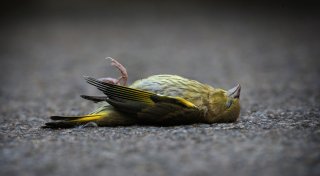 Toter Vogel im Garten: Was kann man tun?