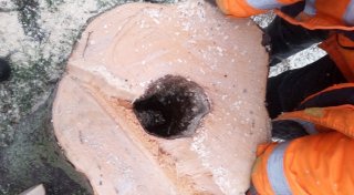 Vier Bäume im Hövelhofer Schlossgarten gefällt