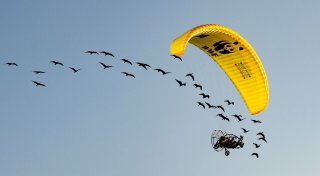 Junge Waldrappe erreichen Spanien - Reise mit Hindernissen