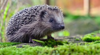 Um Igel zu schützen: Mähroboter sollen in Paderborn nicht mehr nachts fahren dürfen