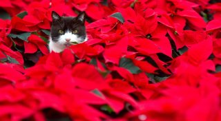 Warum Haustiere nicht am Weihnachtsstern knabbern sollten
