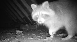 Waschbär pinkelt vom Dach ins Bett eines Ehepaares aus dem Kreis Gütersloh