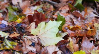 Oktober-Bilanz: Trüber und nasser Herbstmonat