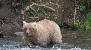 «Fat Bear»-Wahl in Alaska - Wer siegt als dickster Braunbär?