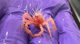 Baby-Königskrabbe ist Internethit