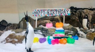 Ein Pinguin als Weltstar: Pesto feiert ersten Geburtstag