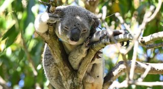Australien lässt Impfstoff gegen tödliche Koala-Krankheit zu