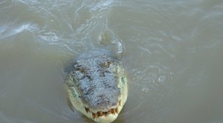 Teenager überlebt Krokodil-Angriff in Australien