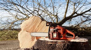 Forderung der Paderborner Naturschutzverbände: Baumschutz soll erhalten bleiben