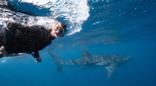 Schwimmstunde mit Walhai: Visite beim größten Fisch der Welt