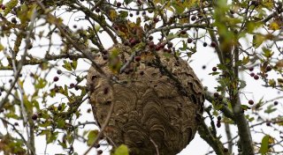 Umwelt-Alarm in Bielefeld: Erstes Nest der Asiatischen Hornisse entdeckt