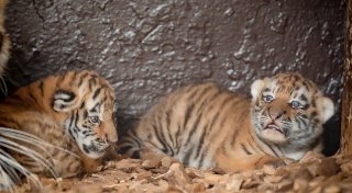 Tigerzwillinge im Tierpark Ströhen geboren