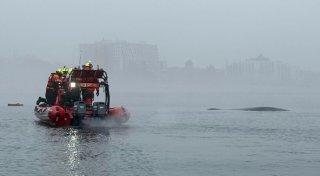 Polnische Retter befreien Buckelwal aus Fischernetz