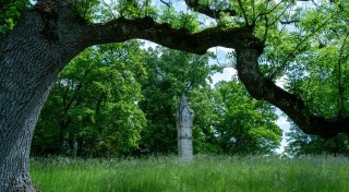 Historische Parkanlagen im Klimastress