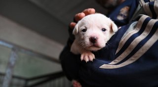 Haustier-Boom in China: Wie Retter mit den Folgen kämpfen