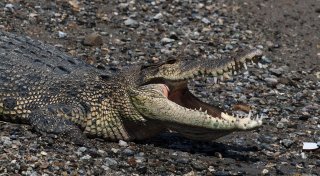 Krokodil gegen Mensch in Indonesien
