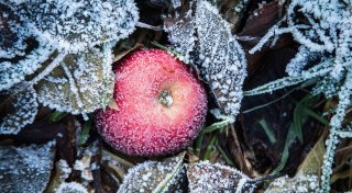 So gelingt der Start ins Gartenjahr