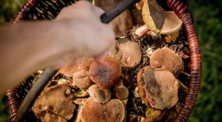Giftige Pilze im Kreis Herford: Welche Symptome sie auslösen und was im Notfall zu tun ist
