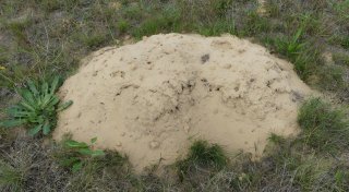 Helle Haufen im Kreis Gütersloh sorgen für Aufsehen bei Spaziergängern