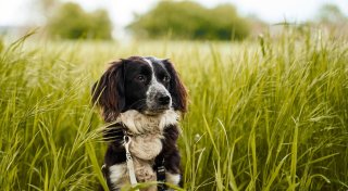 Höxters Hundewiese kann kommen und Weser-Fähre Holli wird verkauft