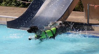 Ein letztes Mal Bahnen ziehen: Dann erobern Hunde ein Herforder Freibad