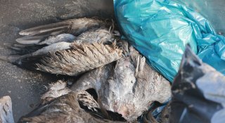 Toter Kranich bei Brakel: Geflügelpest erreicht den Kreis Höxter