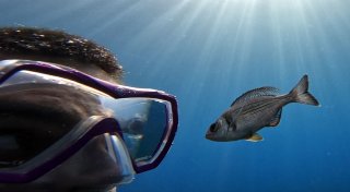 Ach du bist's! Fische können Menschen unterscheiden