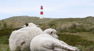 Sylter Goldschakal darf geschossen werden