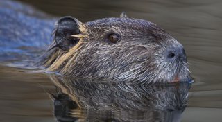Warum mehr Nutrias eine Gefahr für den Hochwasserschutz sind