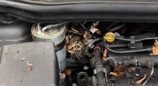 Feuerwehr rettet im Motorraum eingeklemmte Katze