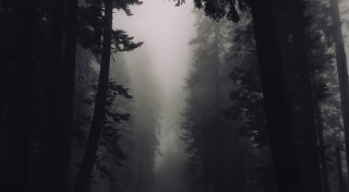 Bielefelder Tierretterin entsetzt: Hund bei Regen und Kälte stundenlang festgebunden