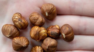Haselnüsse werden teurer, auch wegen des Klimawandels