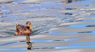 Krimineller springt auf der Flucht vor der Polizei in Bielefelder Teich