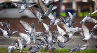 Gegen die Bielefelder Taubenplage: Stadt setzt auf Medikament und Fütterungsverbot