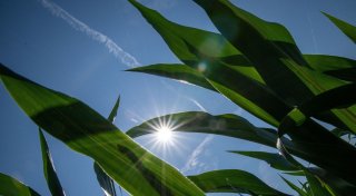 Sommer 2024 war heißester seit Beginn der Aufzeichnungen