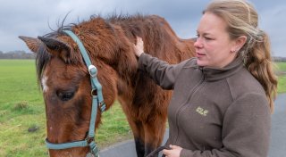 Abgemagertes Pferd im Kreis Gütersloh gerettet: Verwahrlostes Tier auf Wiese entdeckt